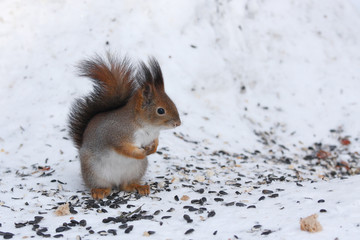 Wall Mural - Winter squirrel.