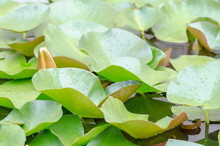 European White Waterlily Leaves