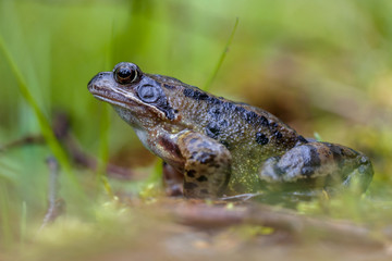 Sticker - Male grass frog