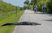 Tourists Cycling Past American Alligator Laying On Bicycle Path At Shark Valley In The Everglades National Park, Florida, USA
