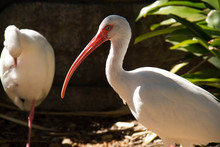 Two White Ibis Birds's Standing And A Plant On The Right Side, Miami, Florida