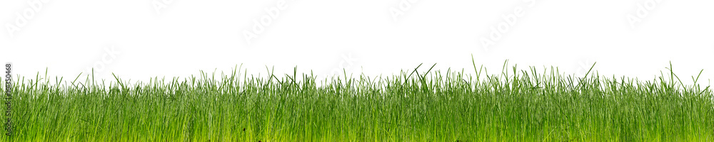 green natural grass  isolated on white background - obrazy, fototapety, plakaty 