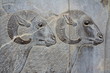 IRAN Persepolis: Goats