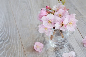 Wall Mural - 桜の花