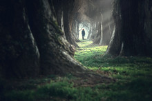 Woman Walking In A Mystic Forest