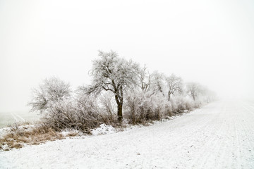 alley in winter landscape covered with snow