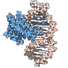 Wall Mural - Zinc finger protein domain