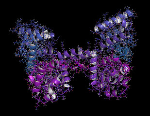 Canvas Print - Dystrophin muscle protein domain (N-terminal actin binding domain.