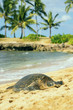 green sea turtle at haleiwa beach, Oahu, Hawai'i