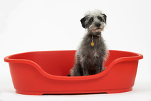 Studio Shot Of Pet Lurcher Sitting In Red Dog Bed