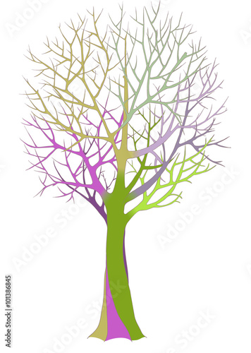 Big bare tree with detailed branches and twigs. Color vector