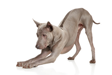 Thai Ridgeback Dog