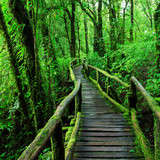 Fototapeta Dziecięca - Beautiful rain forest at ang ka nature trail in doi inthanon nat