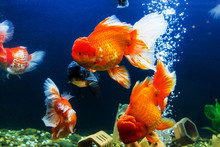 Goldfish In Aquarium With Green Plants