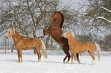 Fototapeta Konie - Three horses in snowy landscape