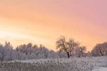 Winter Field And Apple Tree