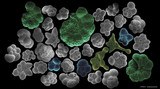 Fototapeta Boho - Several planctonic foraminifera