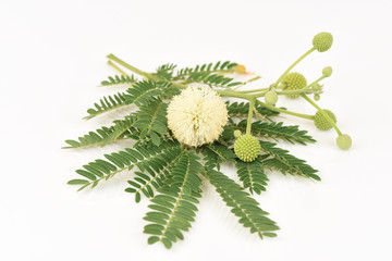 White Popinac, Lead Tree (Leucaena leucocephala (Lamk.) De Wit), tree have medicinal properties.