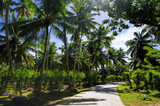 Fototapeta Las - Beautiful palmtrees, in Union Estate, La Digue, Seychelles islands, with granite mountains.