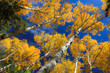 Aspen Trees with fall color and blue sky