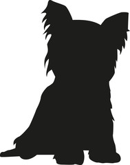 Sticker - Yorkshire Terrier sitting silhouette