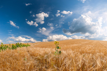 Wall Mural - Wheat field with a sunflower