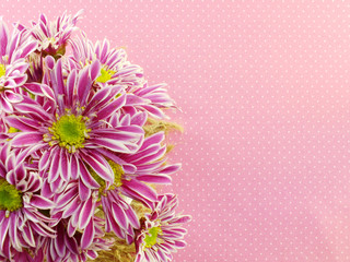 Canvas Print - beauty color chrysanthemum flowers