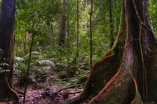Mossman Gorge, Daintree National Park, Queensland, Australia