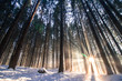 Sonnenstrahlen in winterlichem Wald, Weitwinkel