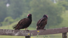 Pair Of Turkey Vulture, Cathartes Aura, Relaxing