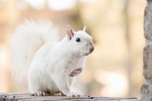 White Squirrel