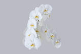 Fototapeta Storczyk - Romantic branch of white orchid