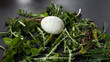 © A. Aleksandravicius - Stage of Preparation of Decor for Easter. Bio and Natural way of painted eggs with fresh leaves and onion shells.