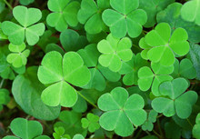 Green Background With Three-leaved Shamrocks. St.Patrick's Day Holiday Symbol. Shallow Depth Of Field, Focus On Biggest Leaf.