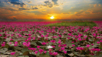 Sunshine rising lotus flower in Thailand