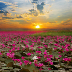 Wall Mural - Sunshine rising lotus flower in Thailand