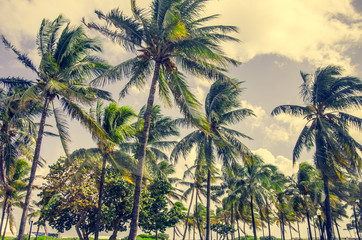 Wall Mural - Palm trees on the beach