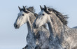 Two grey horses - portrait in motion
