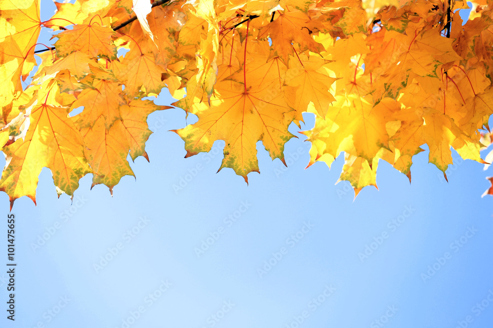 Golden autumn leaves on blue sky background, close up