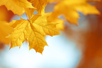 Wall Mural - Golden autumn leaves, close up