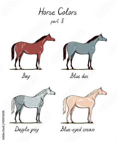 Horse Colors Chart