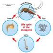 Nature, life cycle of the mosquito stilt