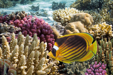 Wall Mural - Tropical fish on the coral reef