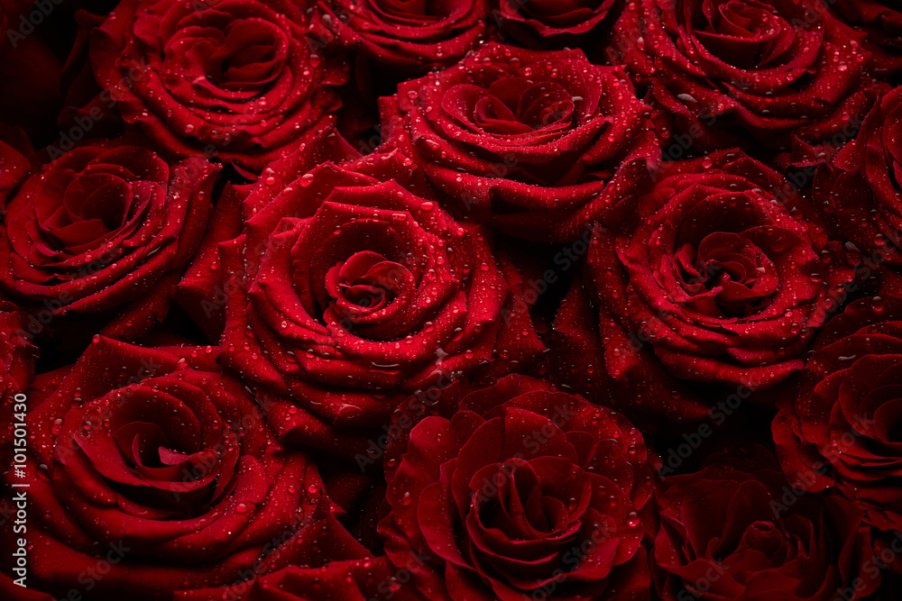 Czerwone rozkwitnięte róże - obrazy, fototapety, plakaty 