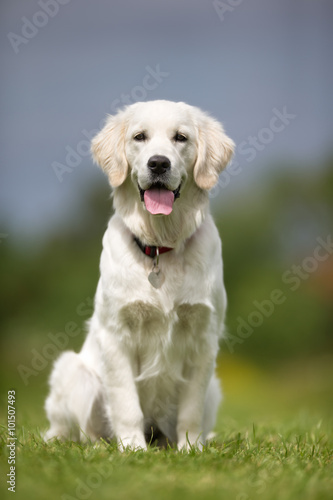 Fotografia, Obraz Happy and smiling Golden Retriever dog