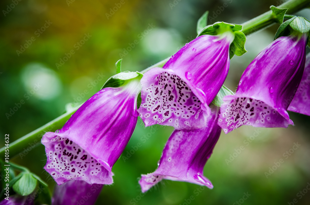 Beautiful flowers purple Foxglove - obrazy, fototapety, plakaty 