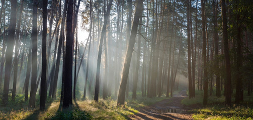 Fototapeta natura drzewa piękny droga las