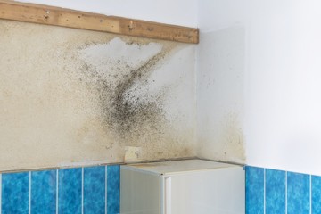 A bathroom wall covered with rising damp and moldy mildew