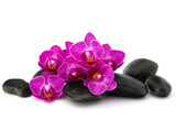 Fototapeta Panele - Zen pebbles and orchid flower. Stone spa and healthcare concept.
