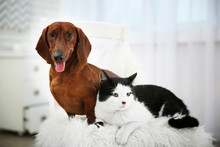 Beautiful Cat And Dachshund Dog On Chair, Indoor